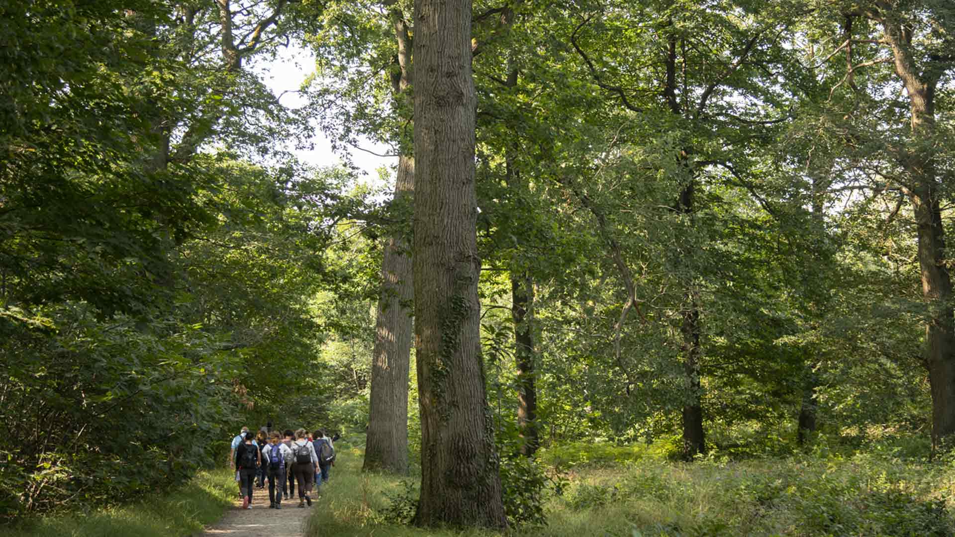 © Jérômine Derigny - Forêt de Versailles