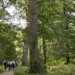 © Jérômine Derigny - Forêt de Versailles